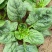 河南趴地菠菜小菠菜