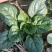 河南趴地菠菜小菠菜