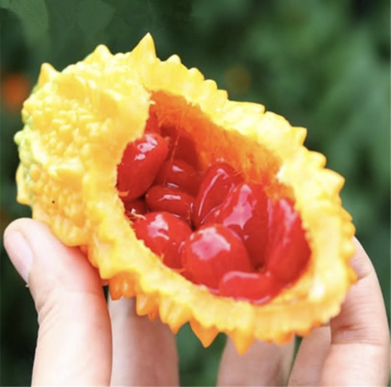 金铃子赖葡萄红娘自产自销绿色自产自销支持代发电商合作