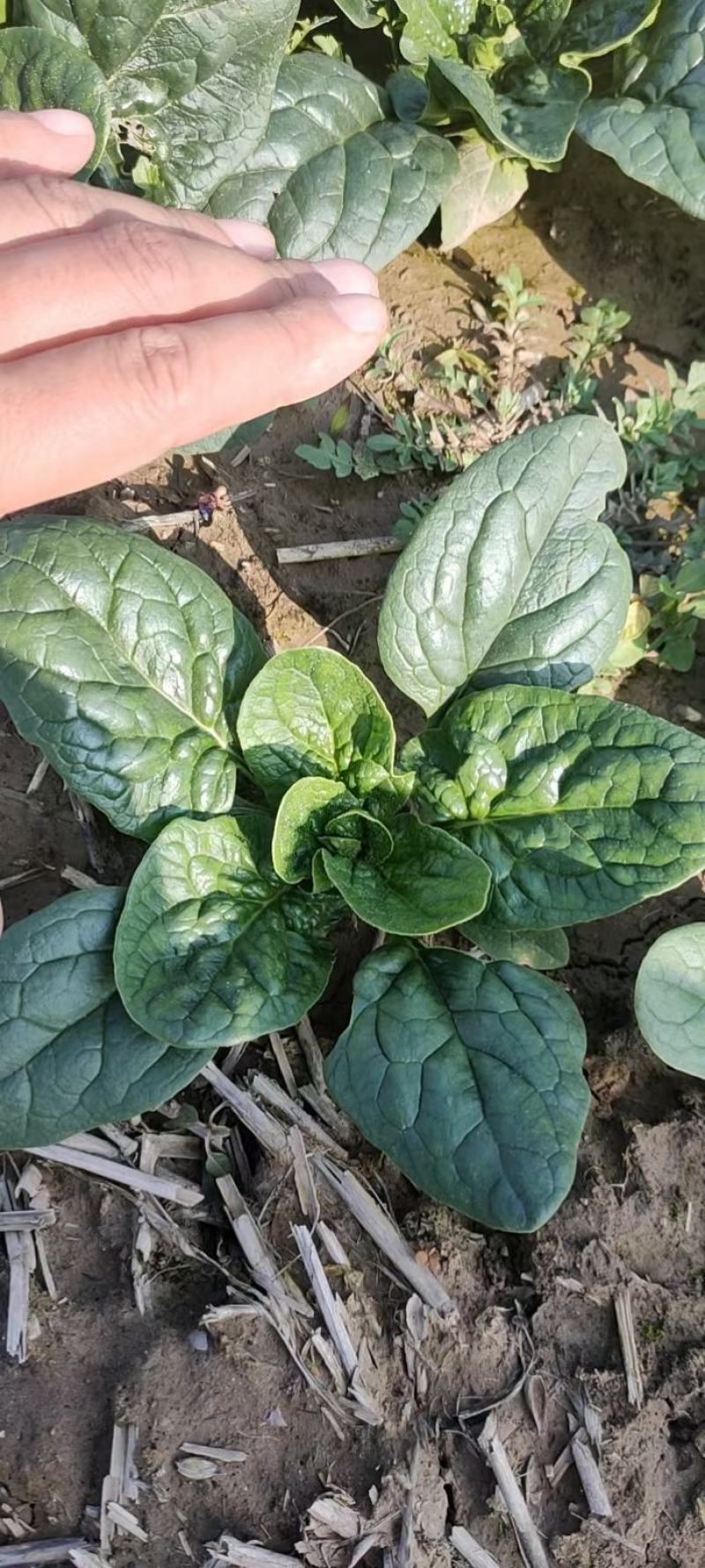 河南趴地菠菜