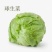 球生菜圆生菜生菜球可代发全国市场，诚信经营。