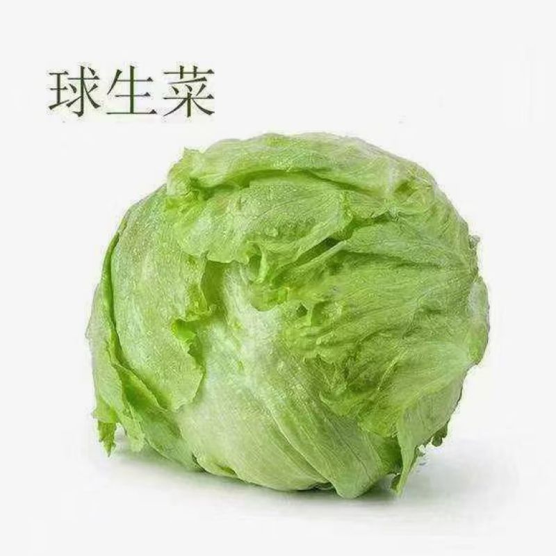 球生菜圆生菜生菜球可代发全国市场，诚信经营。