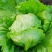 球生菜圆生菜生菜球可代发全国市场，诚信经营。