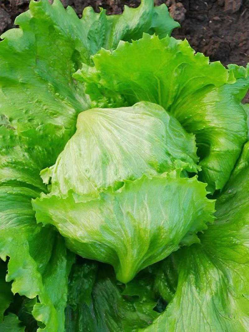 球生菜圆生菜生菜球可代发全国市场，诚信经营。