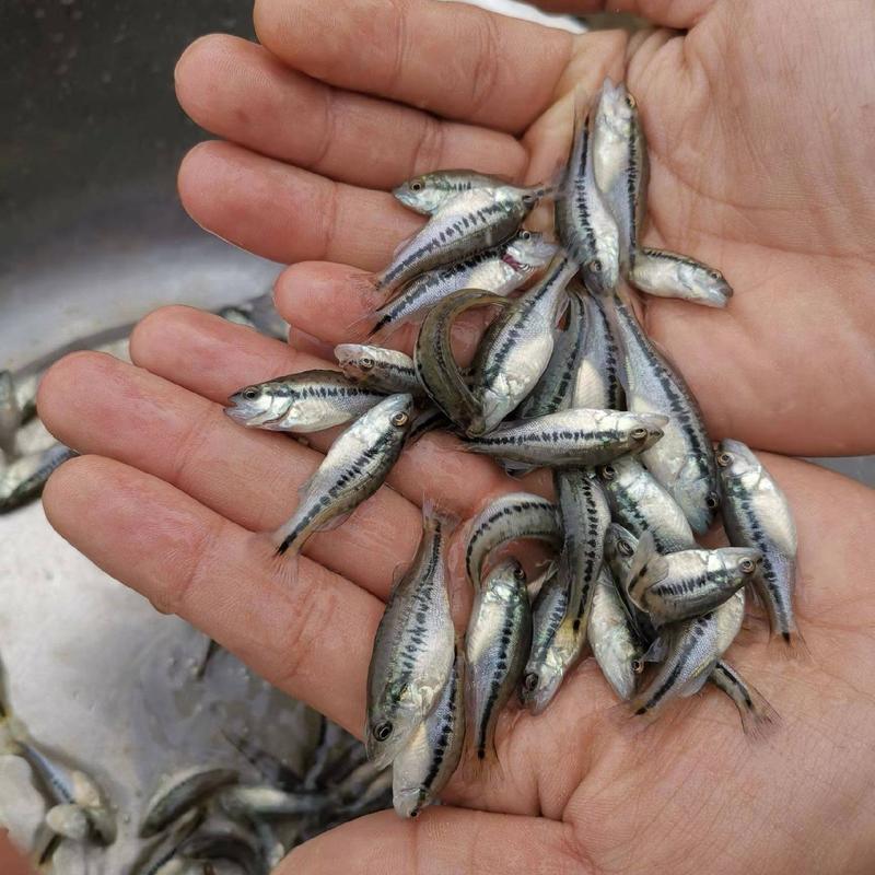 精品鲈鱼苗加州鲈鱼苗淡水鲈鱼苗成活率高提供技术指导