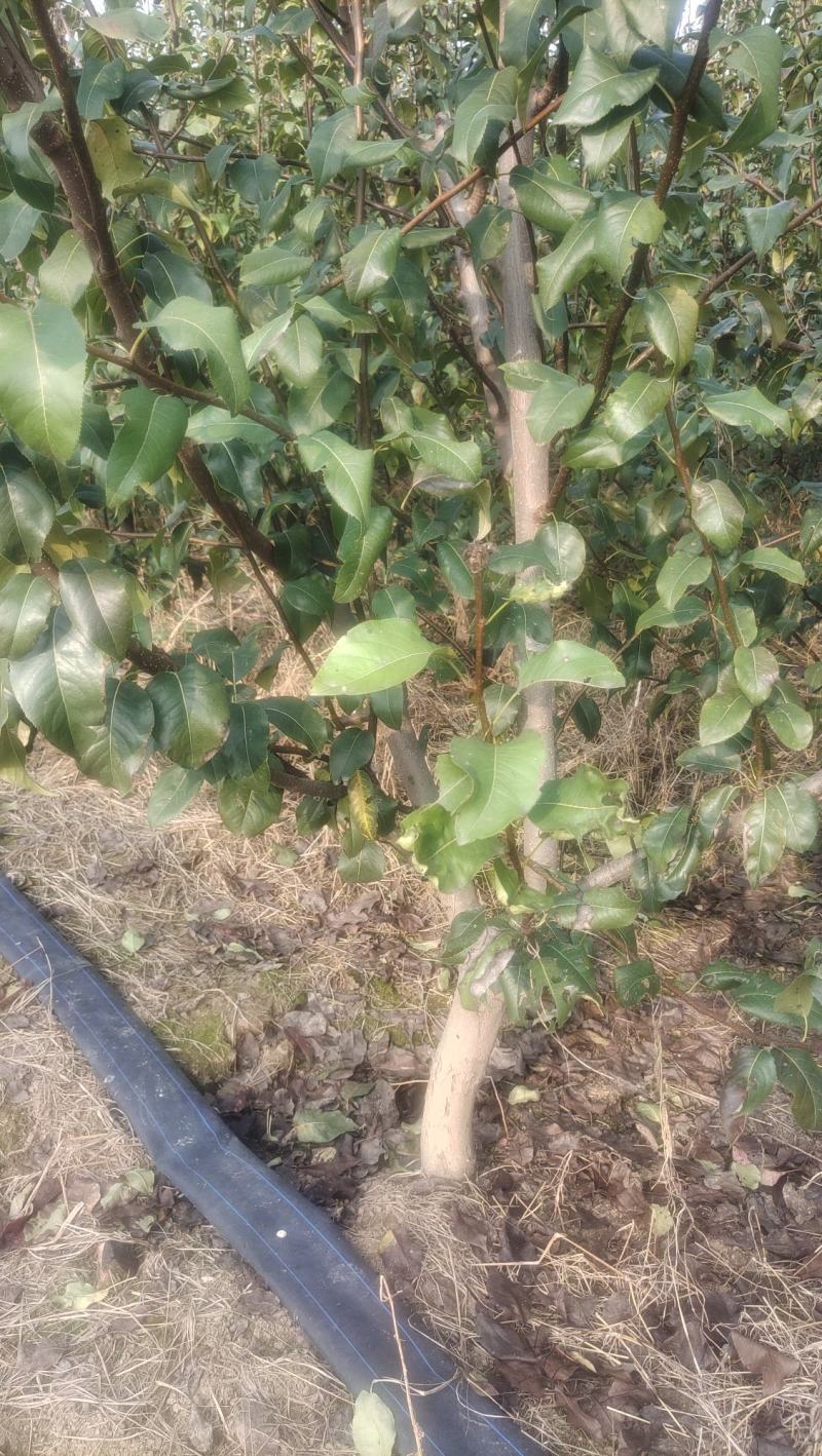 4-5年的梨树