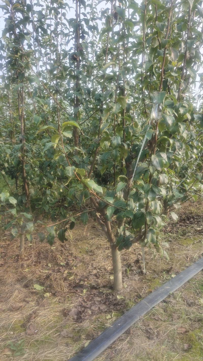 4-5年的梨树