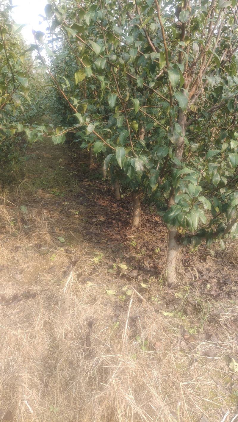 4-5年的梨树