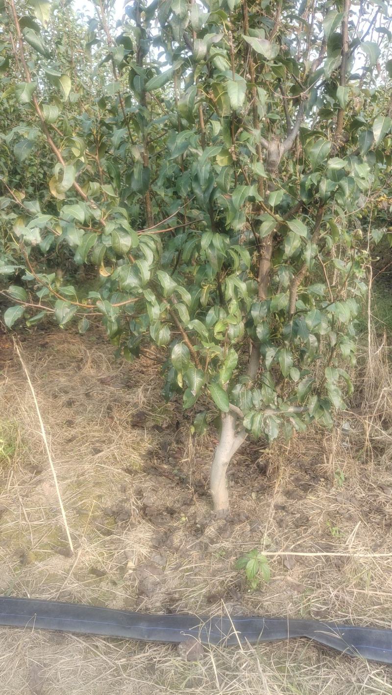 4-5年的梨树