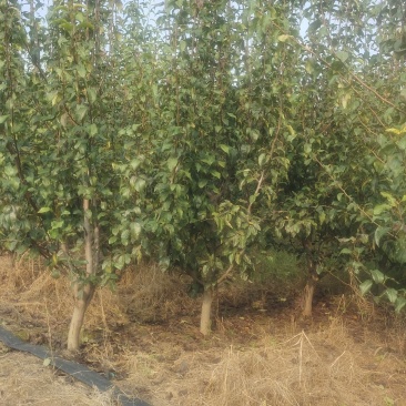 4-5年的梨树