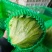 球生菜圆生菜生菜球可代发全国市场，诚信经营。