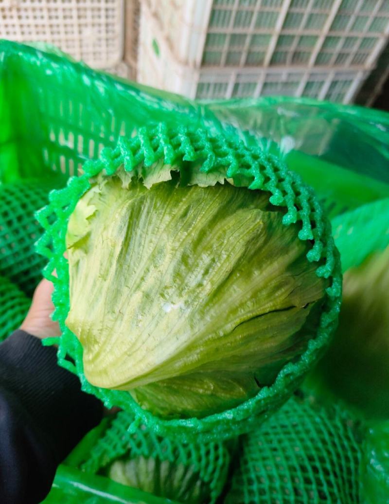 球生菜圆生菜生菜球可代发全国市场，诚信经营。