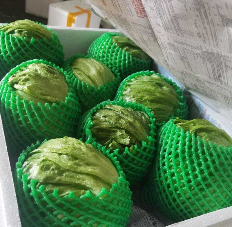 球生菜圆生菜生菜球可代发全国市场，诚信经营。