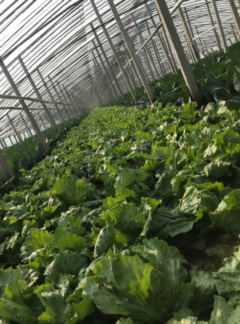 球生菜圆生菜生菜球可代发全国市场，诚信经营。