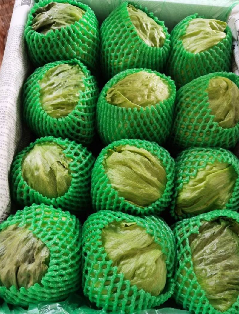 球生菜圆生菜生菜球可代发全国市场，诚信经营。