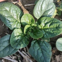 趴地菠菜，小菠菜，精品菠菜，河南趴地菠菜