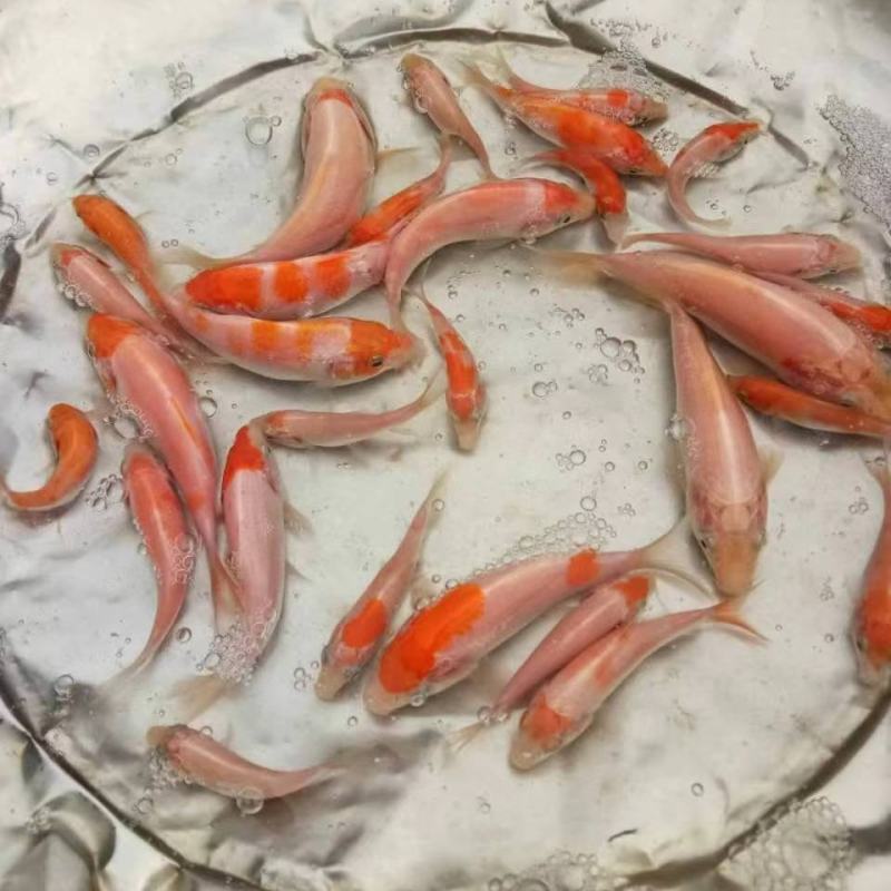日本鲤鱼苗锦鲤鱼苗观赏鱼苗规格齐全好养活成功率高