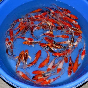 日本鲤鱼苗锦鲤鱼苗观赏鱼苗规格齐全好养活成功率高