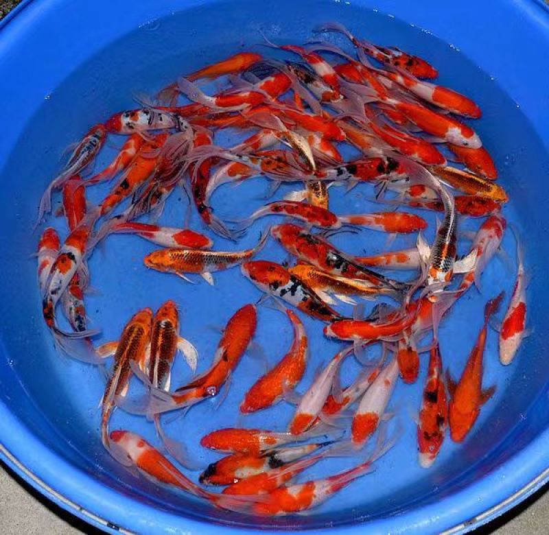 日本鲤鱼苗锦鲤鱼苗观赏鱼苗规格齐全好养活成功率高