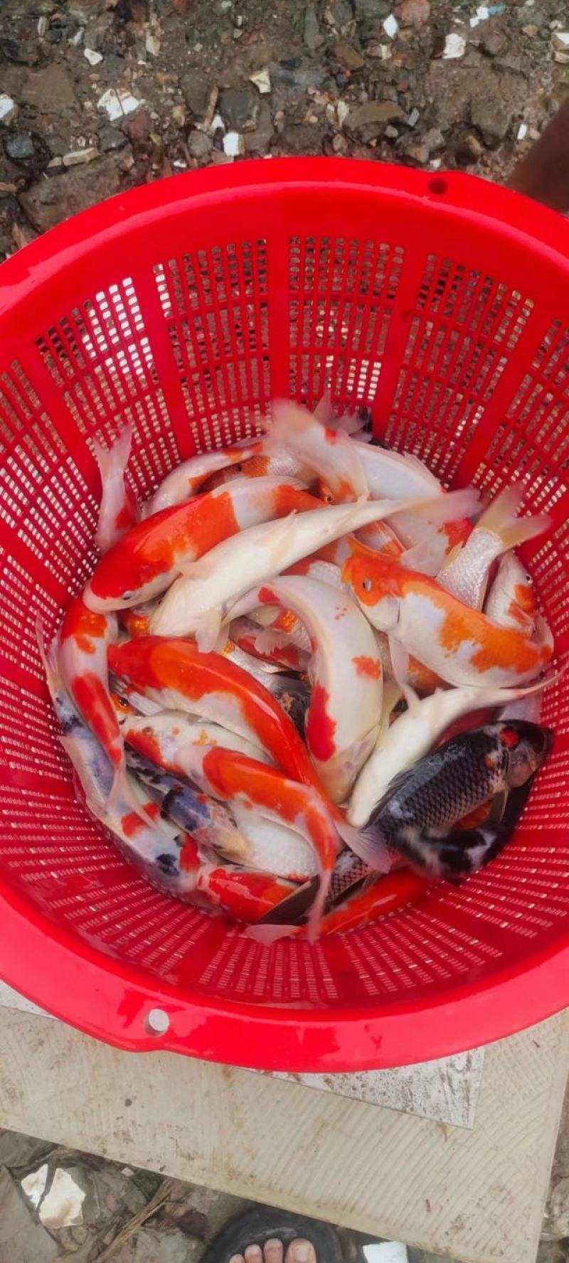 日本鲤鱼苗锦鲤鱼苗观赏鱼苗规格齐全好养活成功率高