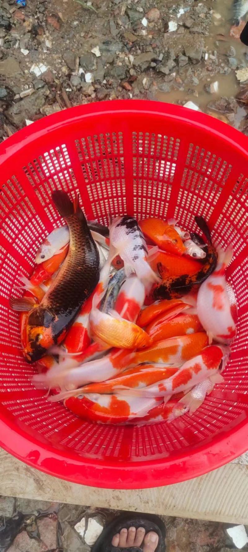 日本鲤鱼苗锦鲤鱼苗观赏鱼苗规格齐全好养活成功率高