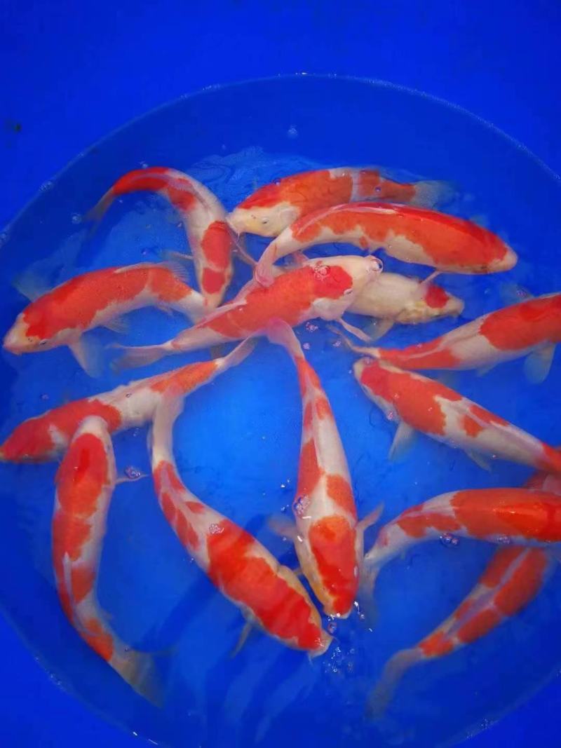 日本鲤鱼苗锦鲤鱼苗观赏鱼苗规格齐全好养活成功率高