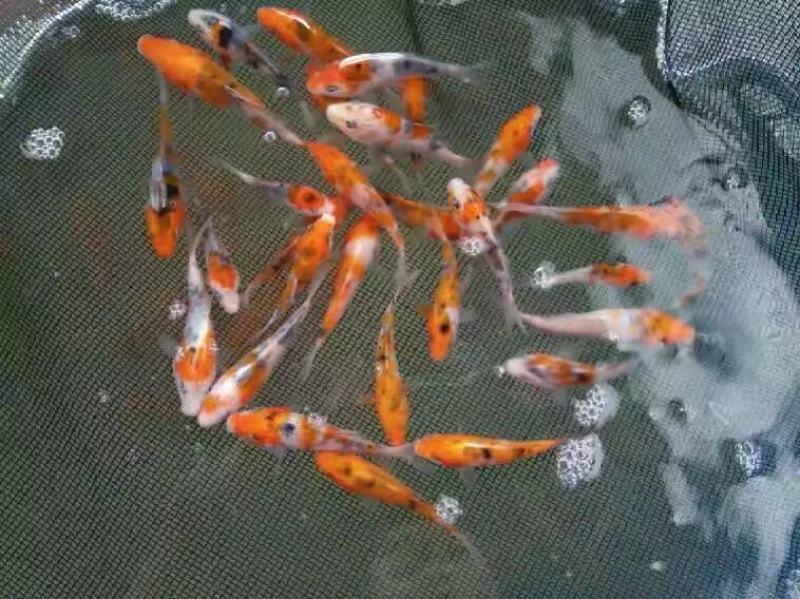 日本鲤鱼苗锦鲤鱼苗观赏鱼苗规格齐全好养活成功率高