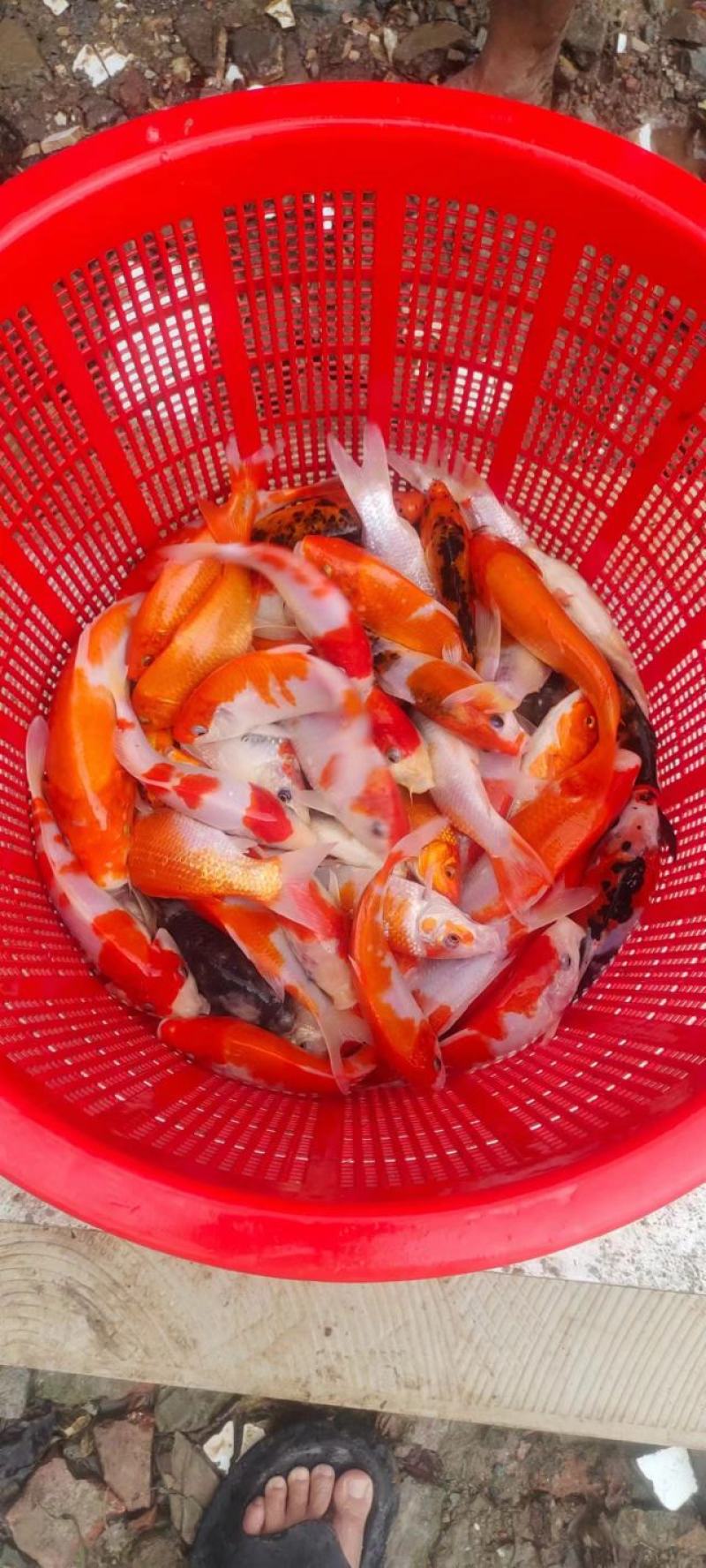 日本鲤鱼苗锦鲤鱼苗观赏鱼苗规格齐全好养活成功率高