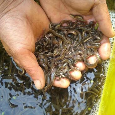 泥鳅苗优质台湾泥鳅苗本地泥鳅苗技术指导量大从优