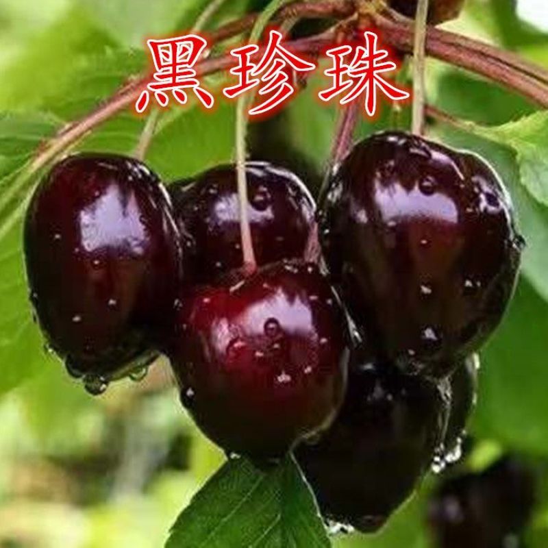 黑珍珠樱桃苗车厘子大樱桃树苗保成活当年结果