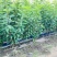 黑珍珠樱桃苗车厘子大樱桃树苗保成活当年结果