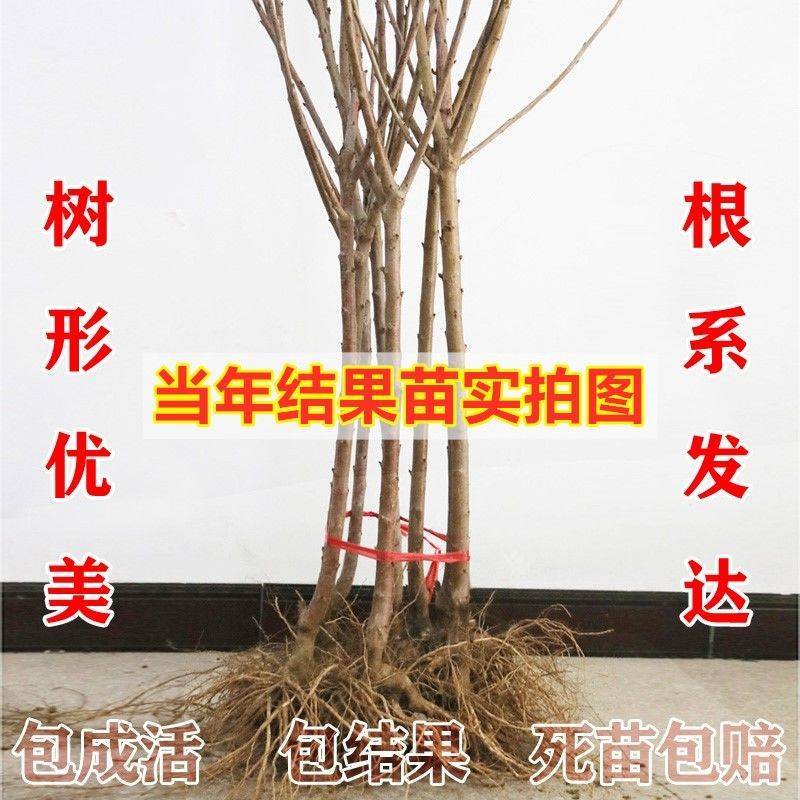 黑珍珠樱桃苗车厘子大樱桃树苗保成活当年结果