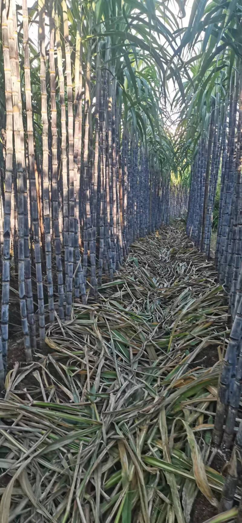 云南黑皮甘蔗，节长多汁货源充足量大从优欢迎电联合作