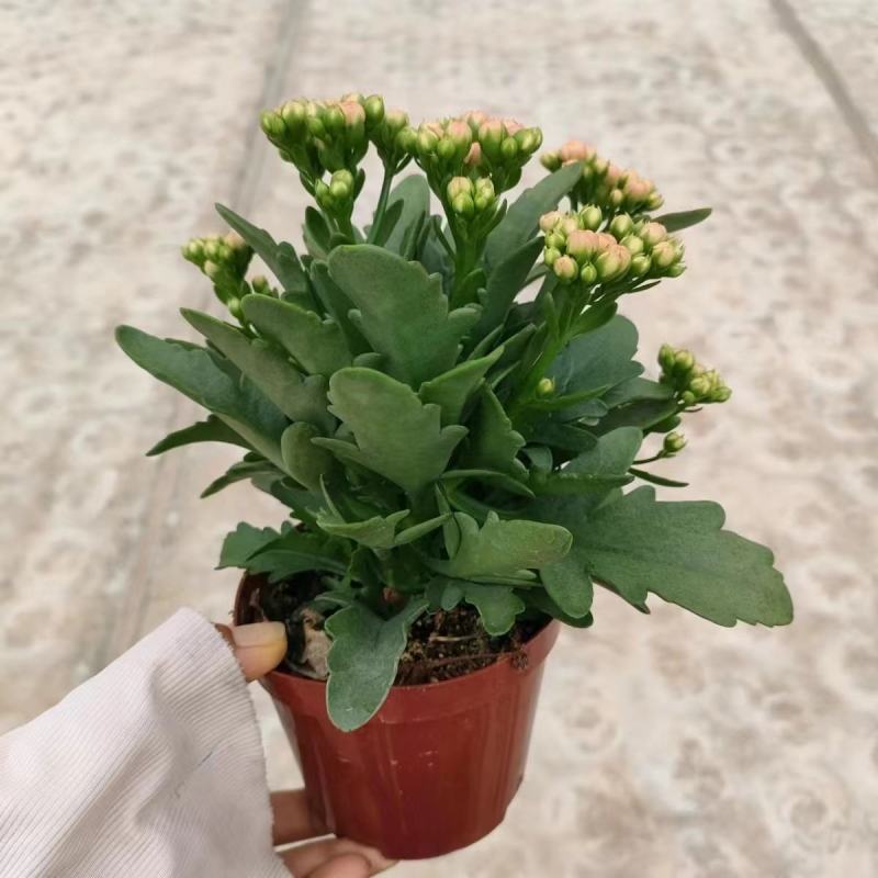长寿花基地直供110混色150混色150彩虹宜养花期长