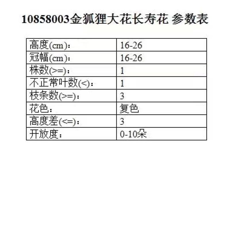 长寿花基地直供110混色150混色150彩虹宜养花期长