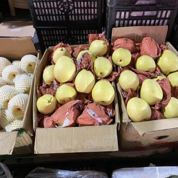 蒲城酥梨，砀山酥现摘现发，皮薄多汁，产地直发对接全国