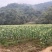 抱团取暖共同发展黄粉虫扩建加盟