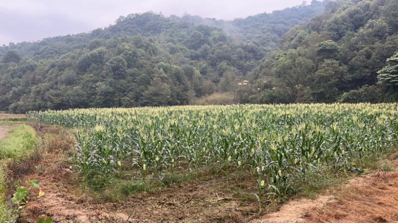 抱团取暖共同发展黄粉虫扩建加盟