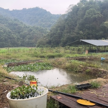 抱团取暖共同发展黄粉虫扩建加盟