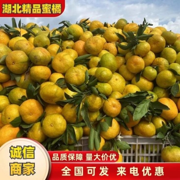 湖北柑橘早熟蜜桔现摘现发货源充足可全国发货欢迎咨询