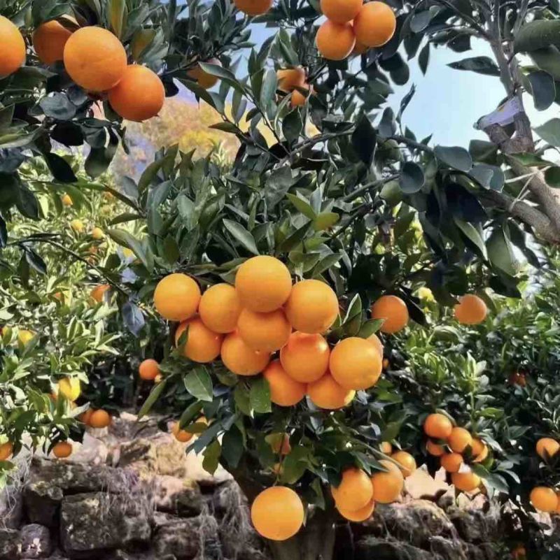 【湖北橙子】秭归九月红脐橙果园现摘现发大量供应中