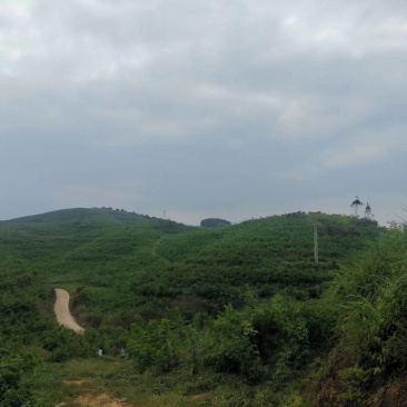 广西防城港市有十万亩地出租，可以香蕉，甘蔗，高梁，