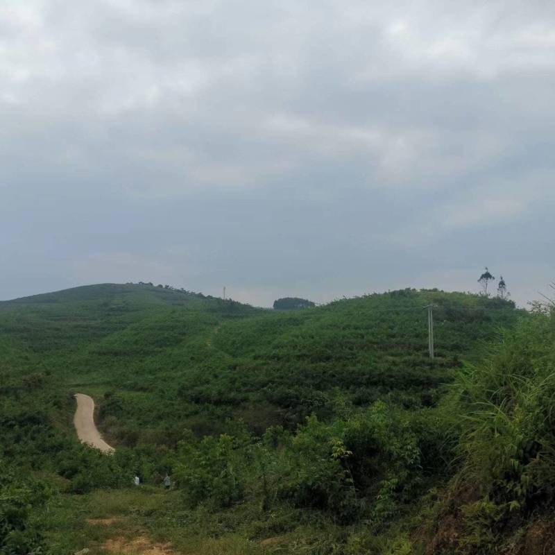 广西防城港市有十万亩地出租，可以香蕉，甘蔗，高梁，