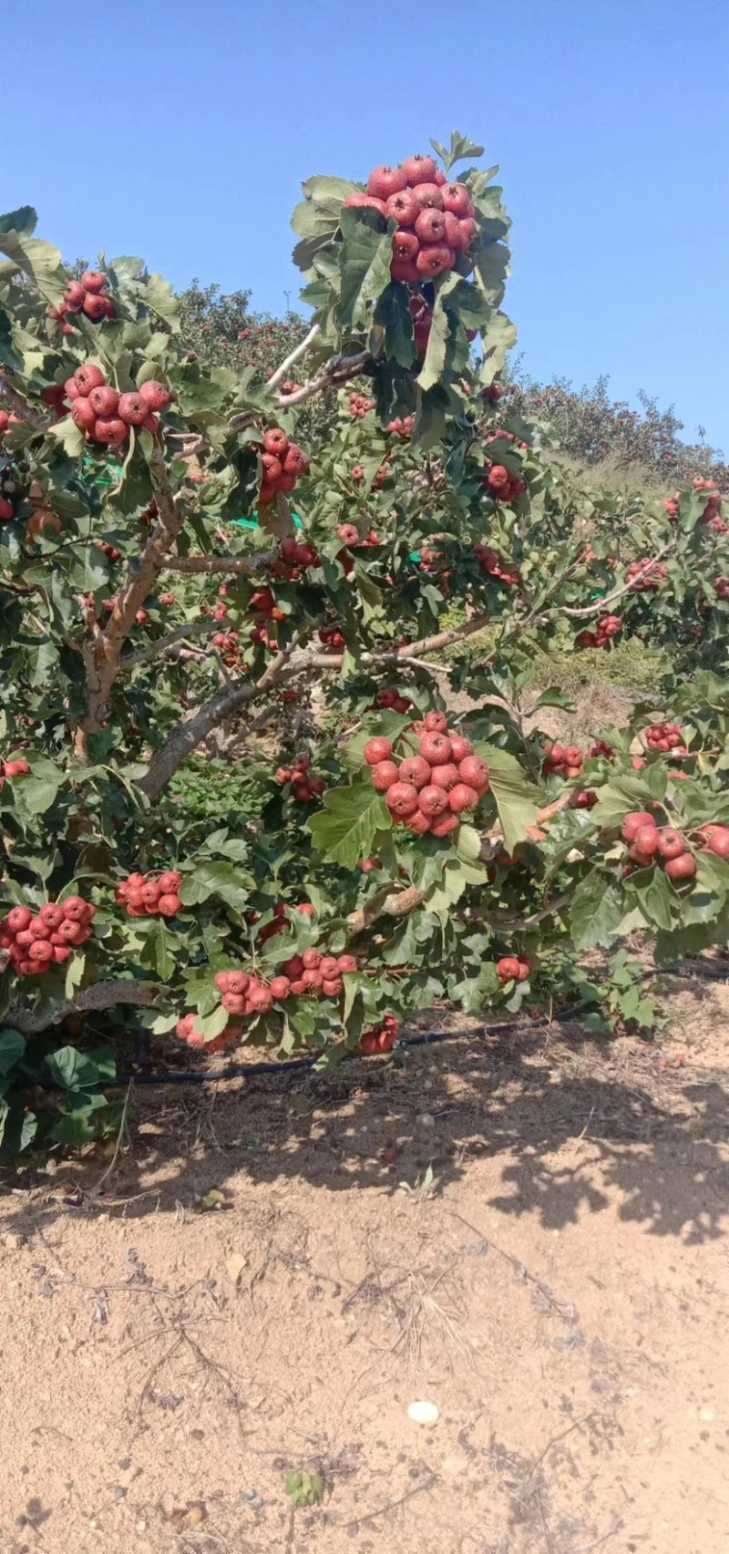 山东大金星山楂，产地直供，品质保证支持视频看货欢迎选购