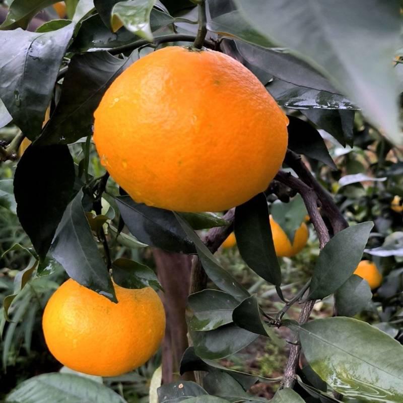 四川宜宾屏山爱媛果冻橙皮薄肉厚可以吸的果冻橙