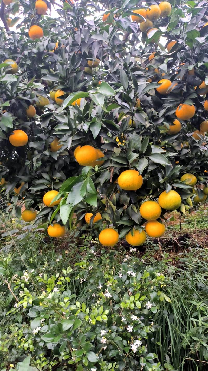 四川宜宾屏山爱媛果冻橙皮薄肉厚可以吸的果冻橙