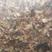红菇碎片干货红菇脚碎渣去泥沙干净货产地批发
