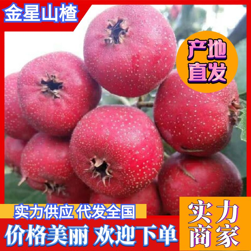大金星山楂大量有货代发全国量大从优欢迎来电咨询