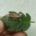 飞蛾陷阱捕蛾器夜娥诱捕器斜纹夜蛾甜菜夜蛾草地贪夜蛾大棚菜