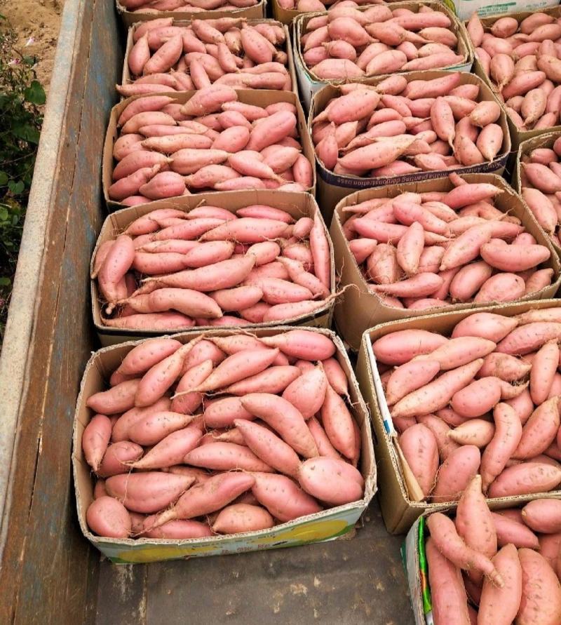 日照烟薯红薯大量现货基地直发品质保证对接各电商批